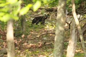 There be bears on the trail