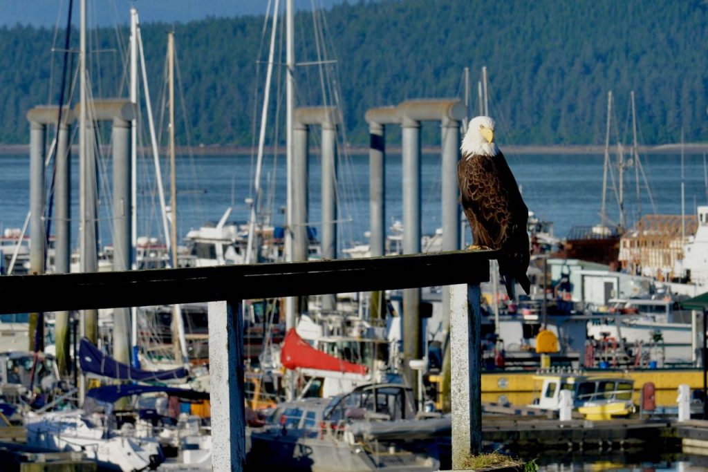 Eagle Eye Eagle at the Dock