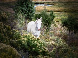 White Mystery Horse